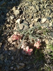 Astragalus daghestanicus