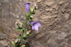 Campanula hagielia