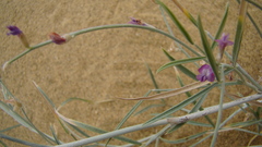 Astragalus karakugensis