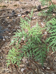 Packera millefolium