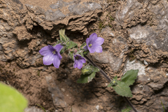 Campanula hagielia
