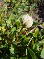 Trifolium raddeanum