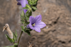 Campanula hagielia