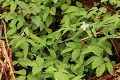 Cardamine altaica