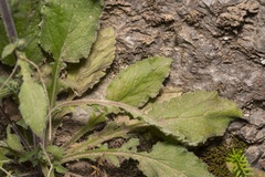 Campanula hagielia