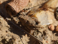 Tettiella