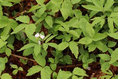 Cardamine altaica