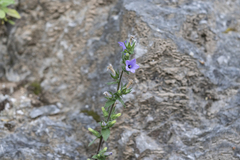 Campanula hagielia