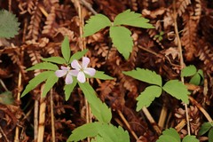Cardamine altaica