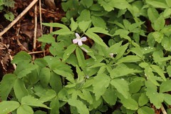 Cardamine altaica