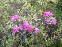 Rhododendron parvifolium