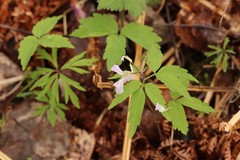 Cardamine altaica