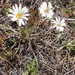 Common Mountain Daisy - Photo (c) gailtv, some rights reserved (CC BY-NC), uploaded by gailtv