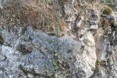 Campanula hagielia