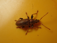 Phyllobius argentatus