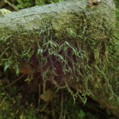 Porella pinnata