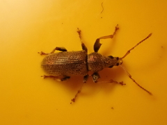 Phyllobius argentatus
