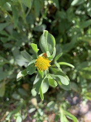 Borrichia frutescens image