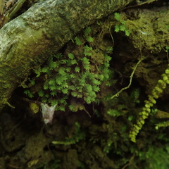 Fissidens bushii