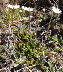 Brachyscome sinclairii