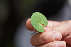 Centella asiatica