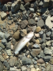 Cynoscion regalis
