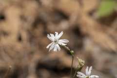 Silene echinospermoides