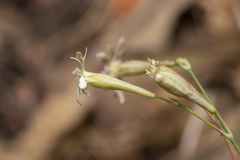 Silene echinospermoides