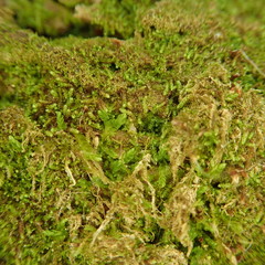 Odontoschisma sphagni