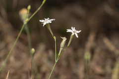 Silene echinospermoides