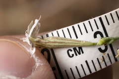 Silene echinospermoides