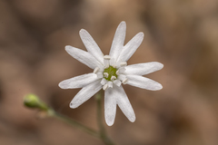 Silene echinospermoides