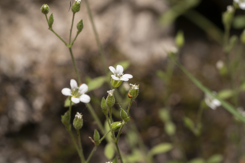Image of Arenaria deflexa by (c) Eleftherios Katsillis, some rights reserved (CC BY)