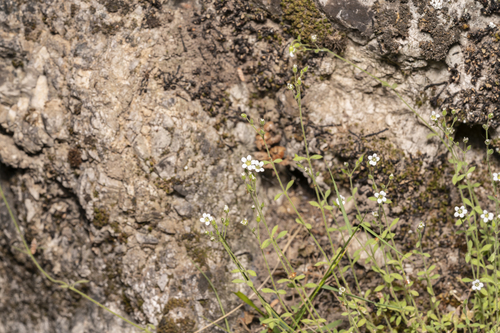 Image of Arenaria deflexa by (c) Eleftherios Katsillis, some rights reserved (CC BY)