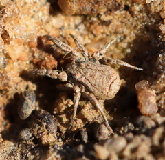 Caeculidae