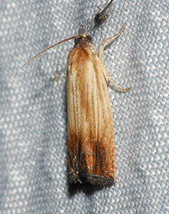 Eucosma umbrastriana