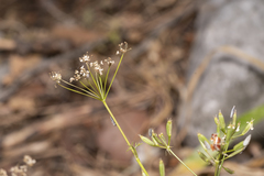 Geocaryum macrocarpum