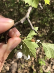 Blaesodiplosis venae