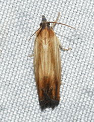 Eucosma umbrastriana