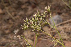 Geocaryum macrocarpum