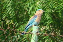 Coracias benghalensis