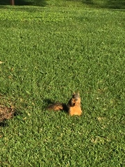 Sciurus niger