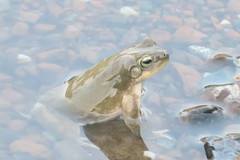 Duttaphrynus dhufarensis