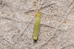 Geocaryum macrocarpum