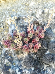 Sedum album