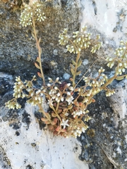Sedum album