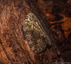 Aprivesa