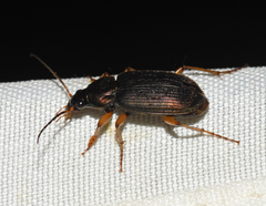 Chlaenius impunctifrons