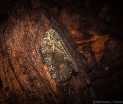 Aprivesa