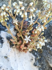 Sedum album